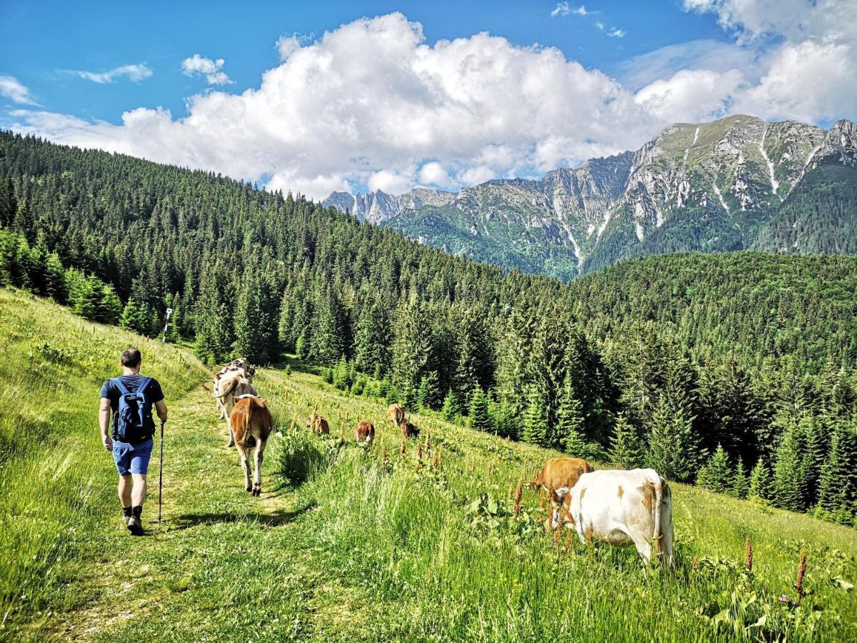 Mountain Lodge Rîşnov Eksteriør billede